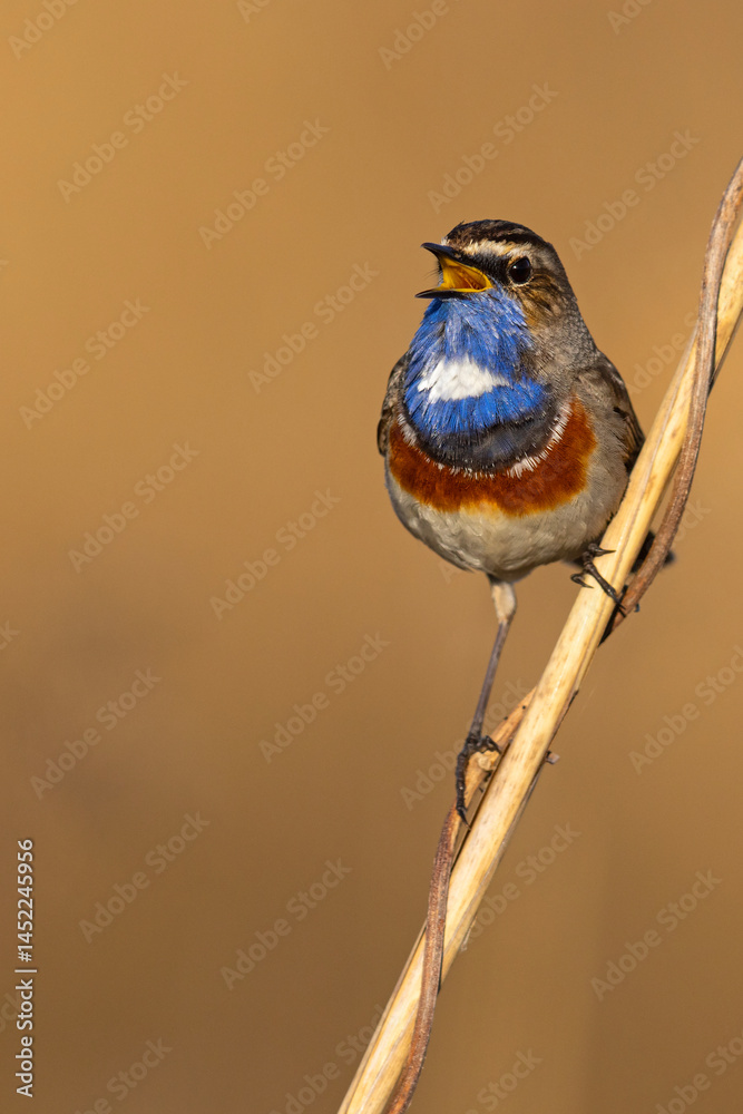 Podróżniczek (Luscinia svecica)