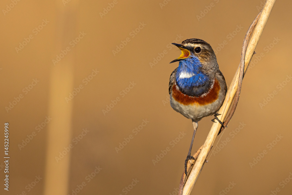 Podróżniczek (Luscinia svecica)