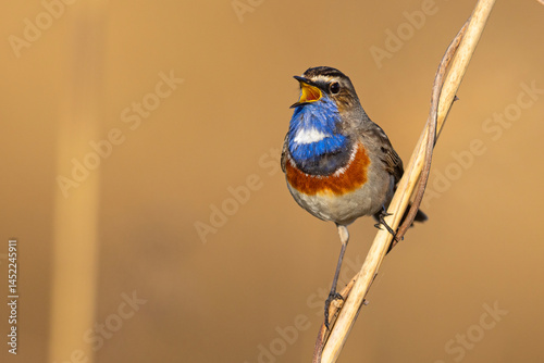 Podróżniczek (Luscinia svecica)