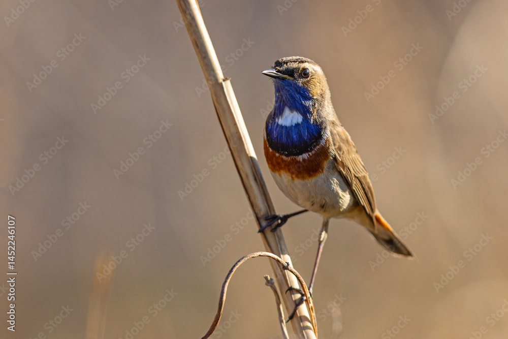 Podróżniczek (Luscinia svecica)