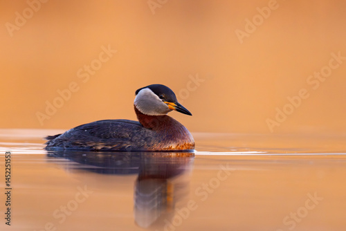 Perkoz rdzawoszyi (Podiceps grisegena)