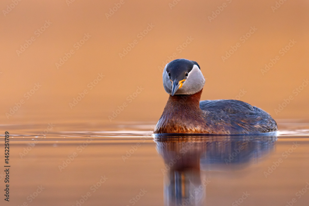Perkoz rdzawoszyi (Podiceps grisegena)