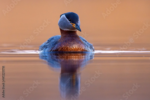 Obraz na płótnie Perkoz rdzawoszyi (Podiceps grisegena) w salonie