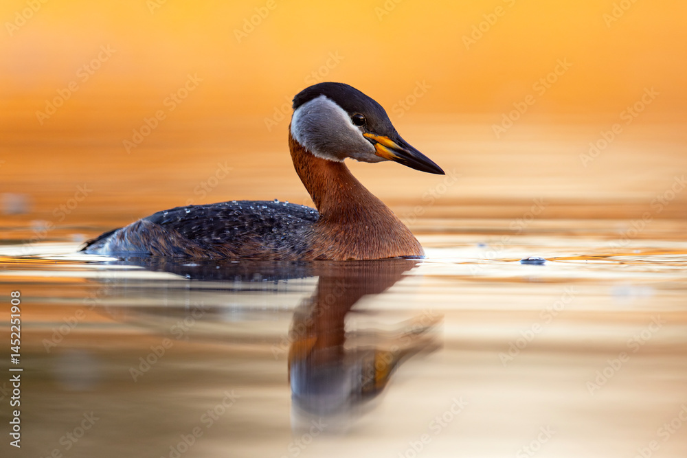 Perkoz rdzawoszyi (Podiceps grisegena)
