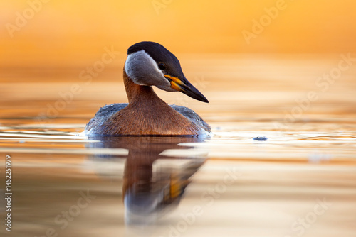 Obraz na płótnie Perkoz rdzawoszyi (Podiceps grisegena) w salonie