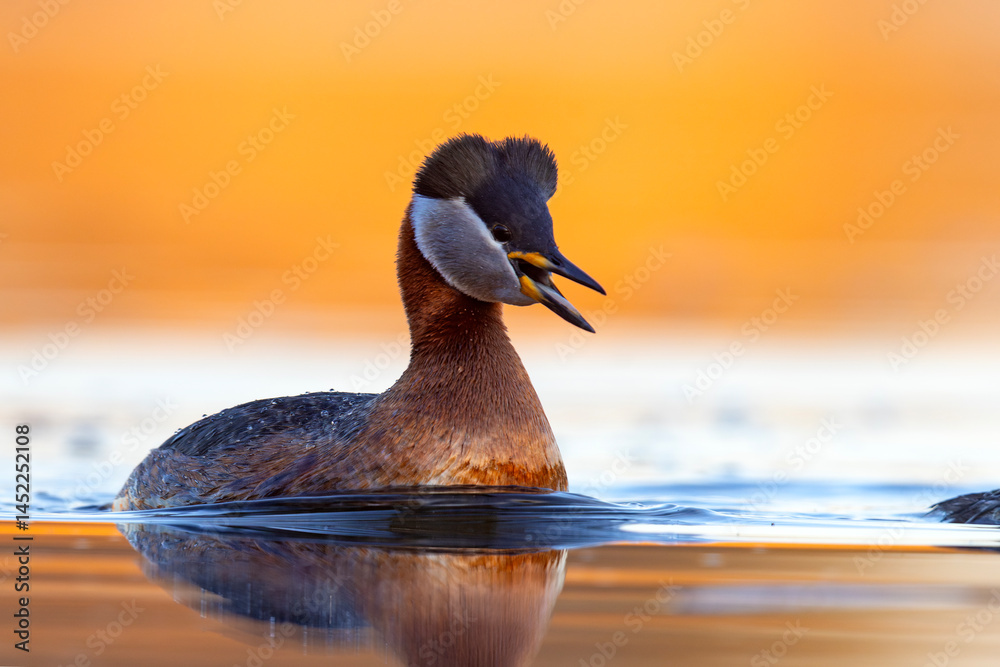 Perkoz rdzawoszyi (Podiceps grisegena)