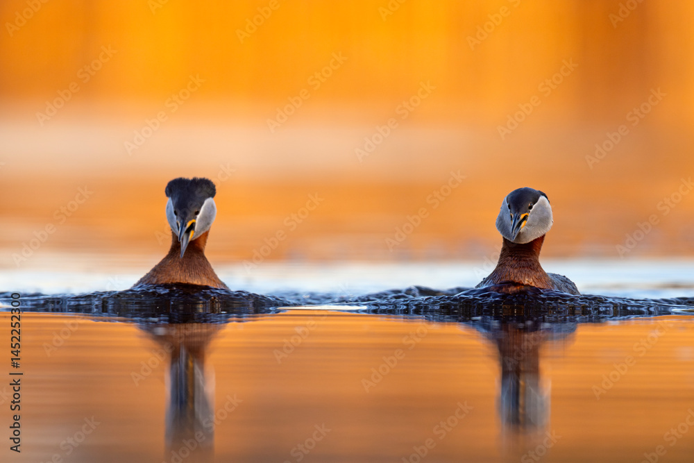 Perkoz rdzawoszyi (Podiceps grisegena)