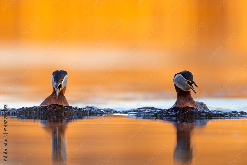 Perkoz rdzawoszyi (Podiceps grisegena)