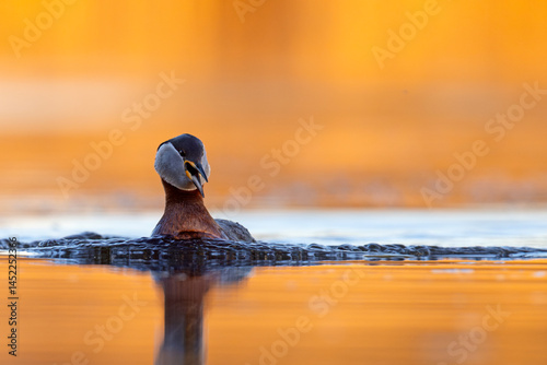 Obraz na płótnie Perkoz rdzawoszyi (Podiceps grisegena) w salonie
