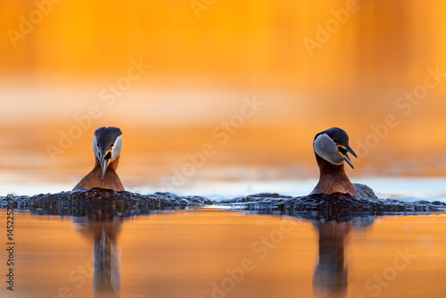 Obraz na płótnie Perkoz rdzawoszyi (Podiceps grisegena) w salonie