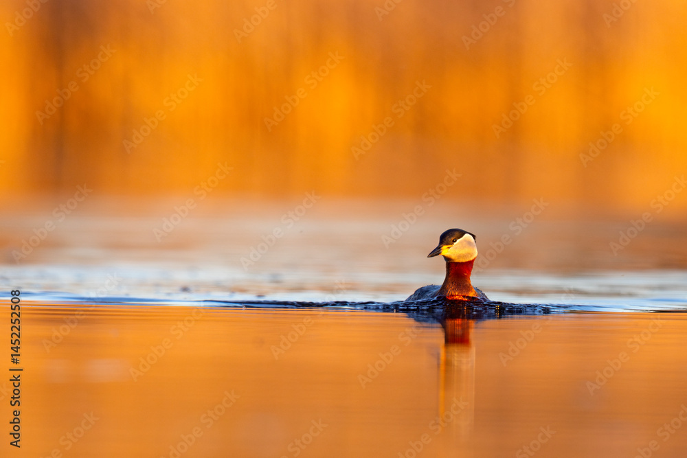 Perkoz rdzawoszyi (Podiceps grisegena)