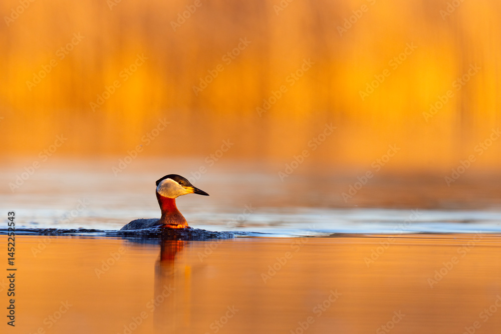 Perkoz rdzawoszyi (Podiceps grisegena)