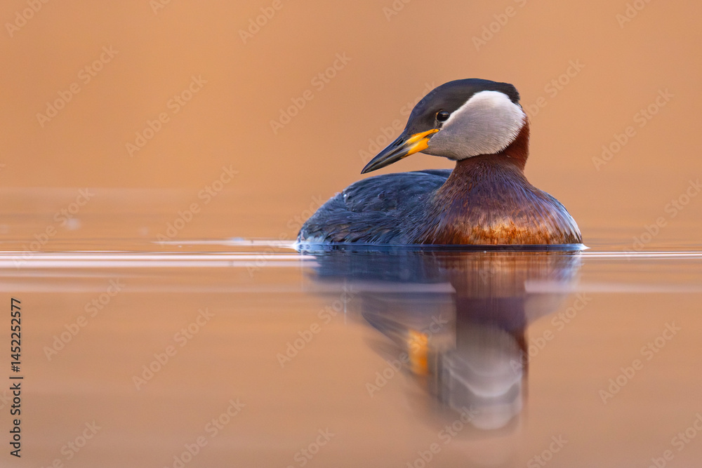 Perkoz rdzawoszyi (Podiceps grisegena)