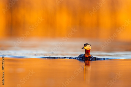 Obraz na płótnie Perkoz rdzawoszyi (Podiceps grisegena) w salonie