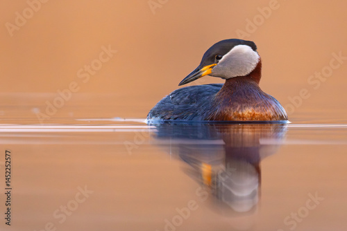 Obraz na płótnie Perkoz rdzawoszyi (Podiceps grisegena) w salonie