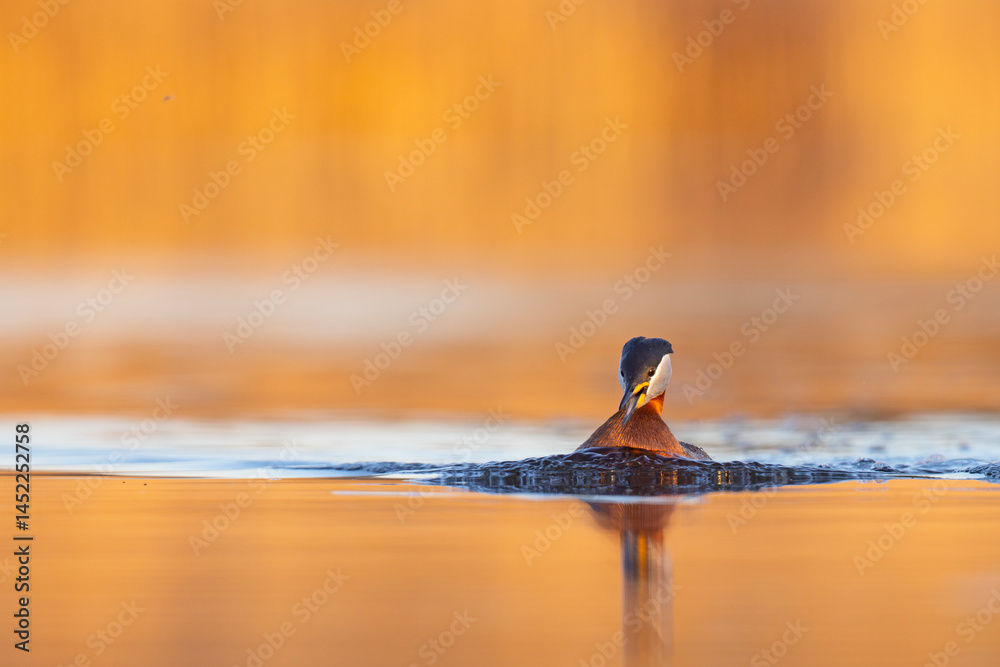 Perkoz rdzawoszyi (Podiceps grisegena)