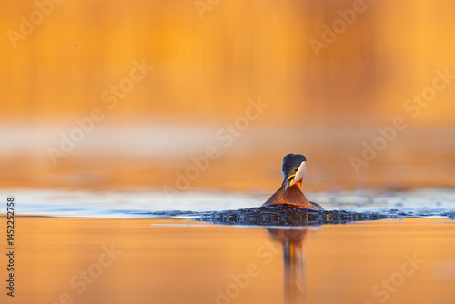Obraz na płótnie Perkoz rdzawoszyi (Podiceps grisegena) w salonie