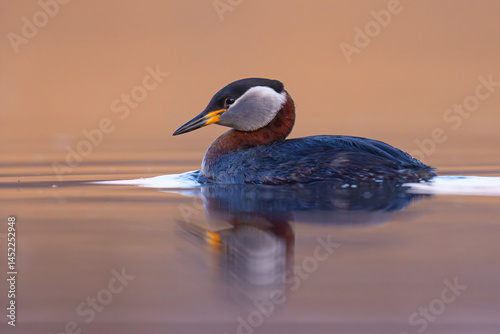 Obraz na płótnie Perkoz rdzawoszyi (Podiceps grisegena) w salonie