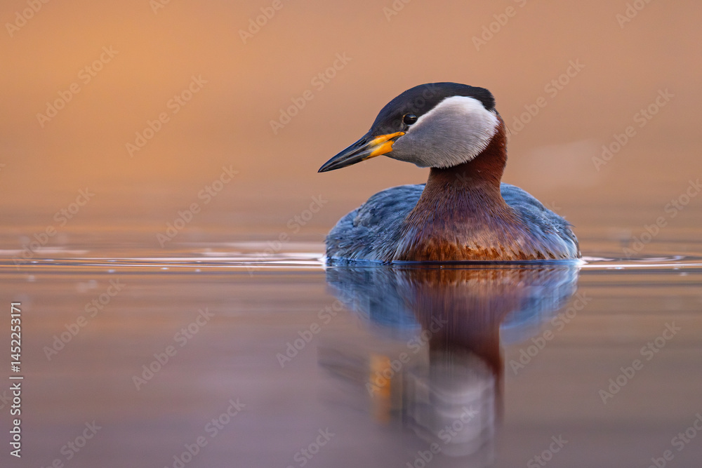 Perkoz rdzawoszyi (Podiceps grisegena)