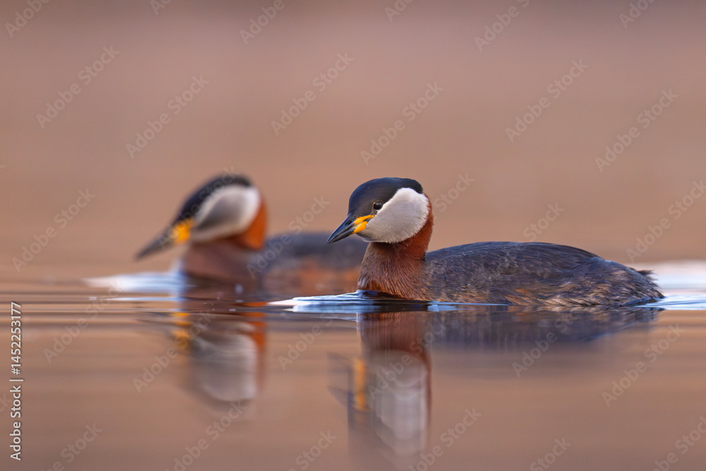 Perkoz rdzawoszyi (Podiceps grisegena)