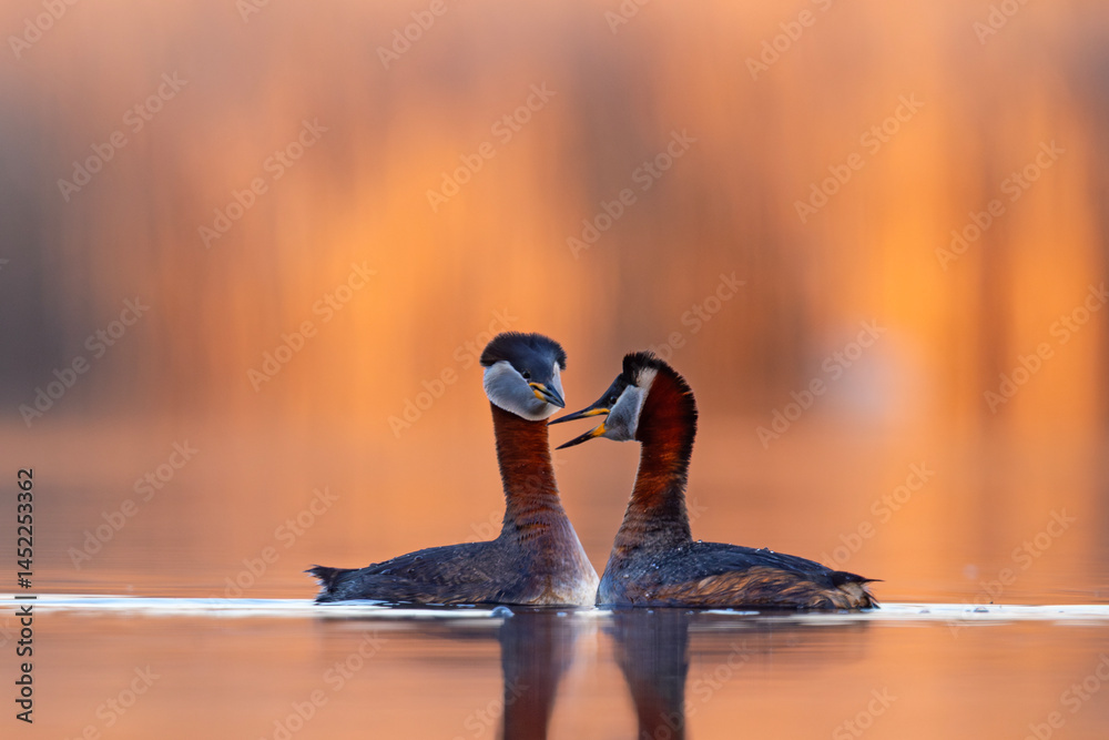 Perkoz rdzawoszyi (Podiceps grisegena)