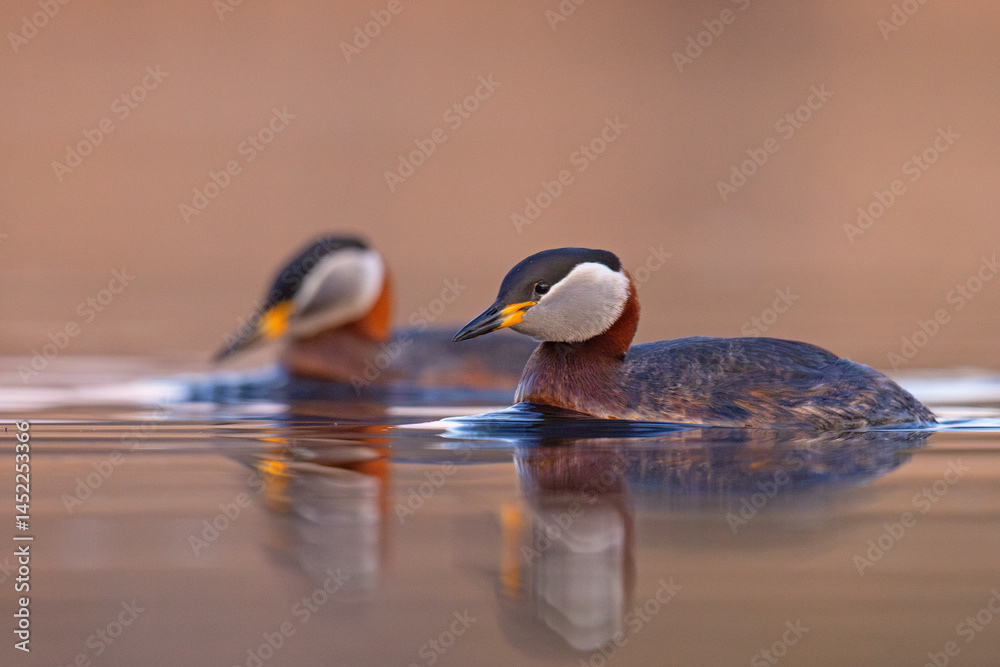 Perkoz rdzawoszyi (Podiceps grisegena)