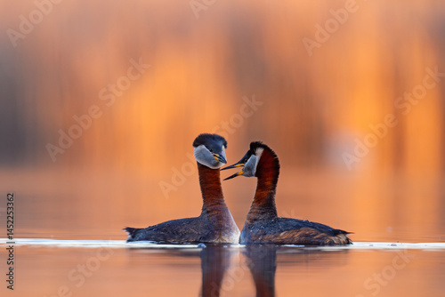 Obraz na płótnie Perkoz rdzawoszyi (Podiceps grisegena) w salonie