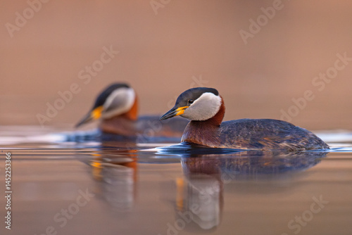 Obraz na płótnie Perkoz rdzawoszyi (Podiceps grisegena) w salonie
