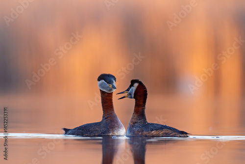 Perkoz rdzawoszyi (Podiceps grisegena)