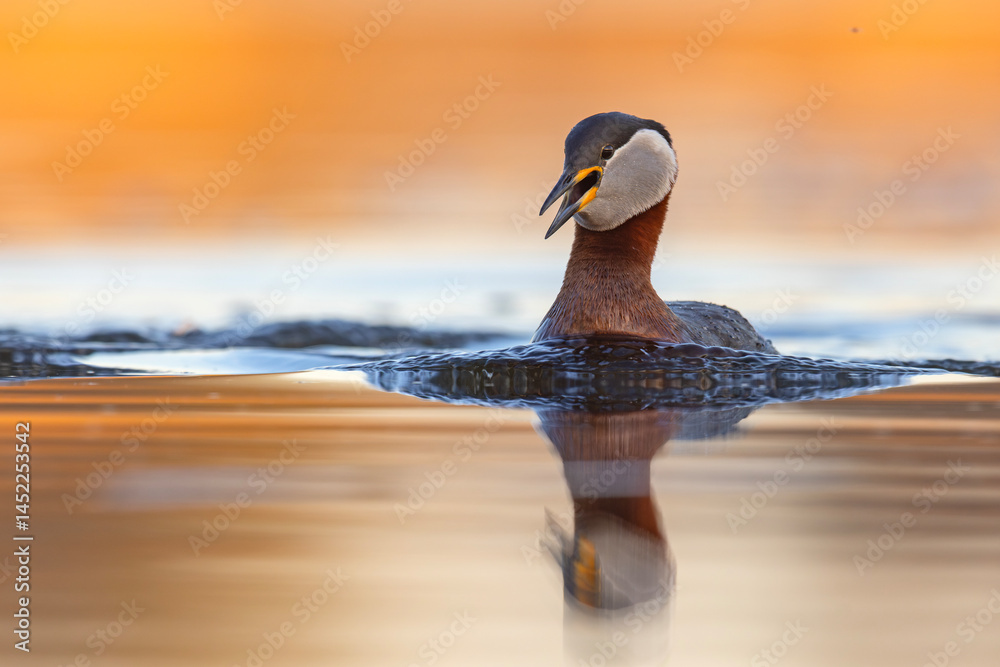 Perkoz rdzawoszyi (Podiceps grisegena)