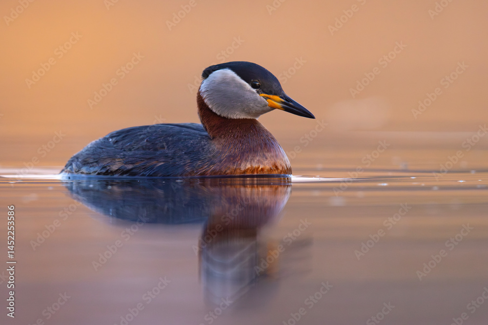 Perkoz rdzawoszyi (Podiceps grisegena)