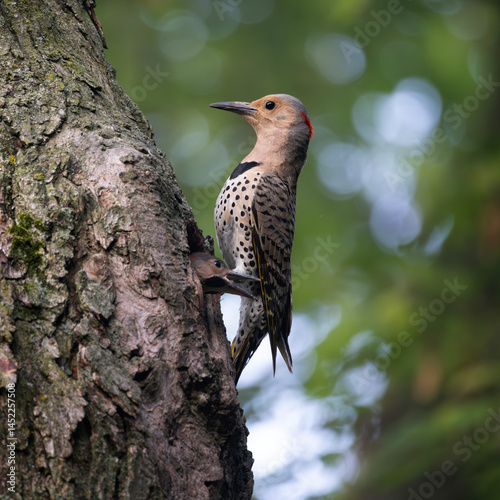 Принти на полотні Female yellow-shafted northern flicker Colaptes auratus perched beside its nesti