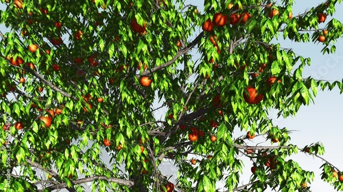 Peach fruit tree, yellow peaches, yellow peach fruit growing in tree, peach fruit tree closeup