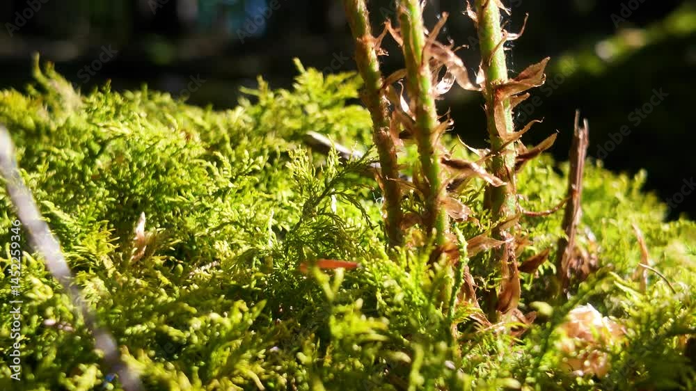 Lichtspiel des Farns im Fichtenwald