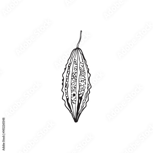 vector illustration of a bitter gourd 