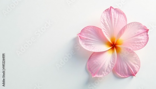 Delicate petal with soft texture and subtle color gradations on white background, simple elegance, flowers