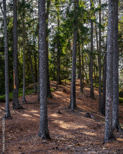a trail made od light an shadows - ein weh aus licht und schatten