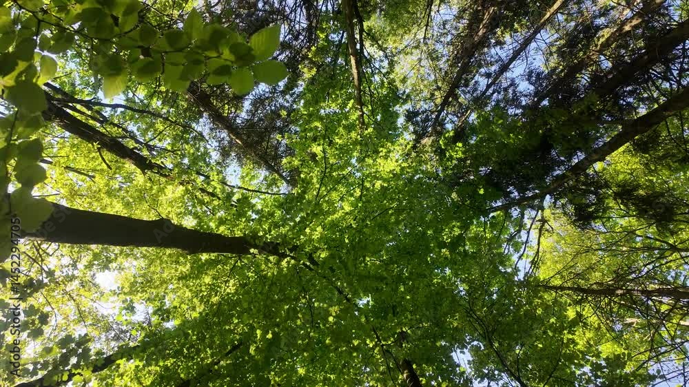 Schimmernder Buchen-Fichtenmischwald: Kronenzauber und Laubgeflüste
