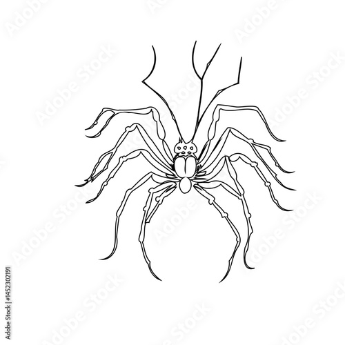 Detailed line art of a spider with prominent legs and an intriguing head structure