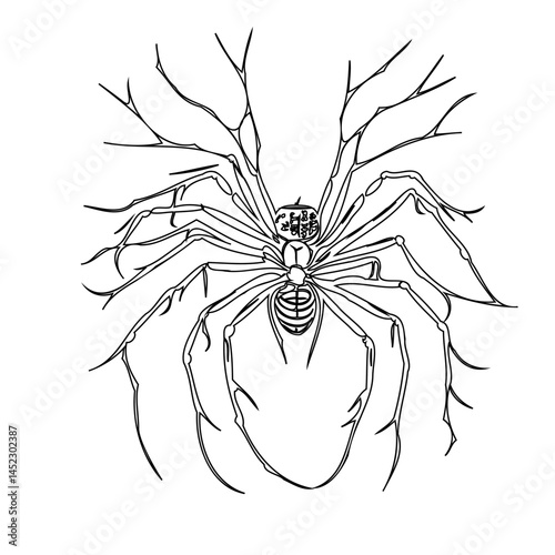 Intricate spider-like drawing showcases detailed anatomical elements and unique branches
