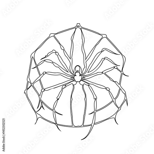 Delicate arachnid illustration: Intricate spiderweb with detailed central spider figure
