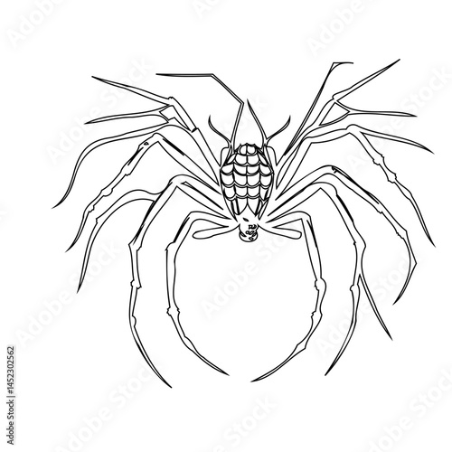 Intricate spider illustration with striking leg details and ornate abdomen pattern