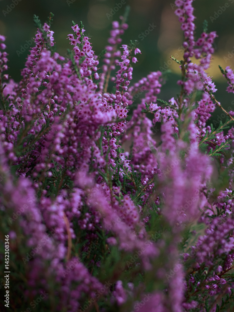 Obraz premium macro of purple, lilac, maroon, flowers, heather in the forest