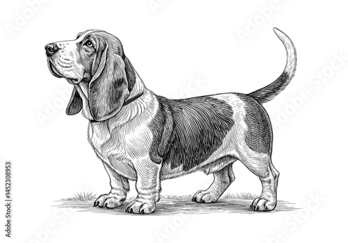 A detailed black and white vector illustration of a Basset Hound dog with long ears and short legs. Engraved style, perfect for pet-themed designs.