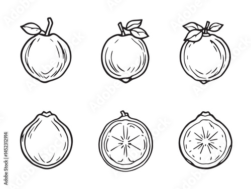Bergamot Citrus Fruit Vector Line Art for Natural Design