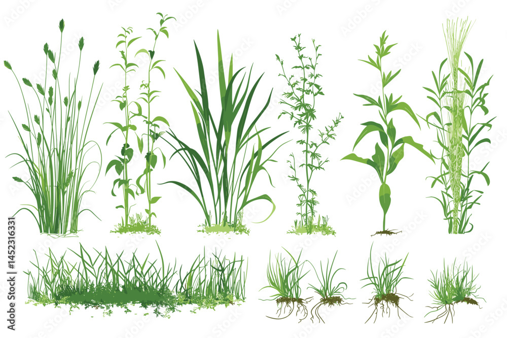 Fototapeta premium Set of green grass with wild herbs on white background. Grass bushes of different shapes. Vector illustration.