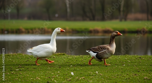 Pair of Geese Strolling Across Green Meadow Towards Pond Under Clear Blue Sky One White and One Speckled Brown in Natural Setting