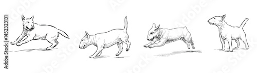 Sketches of four purebred white bull terrier dogs running, standing, vector outline hand drawn realistic illustration