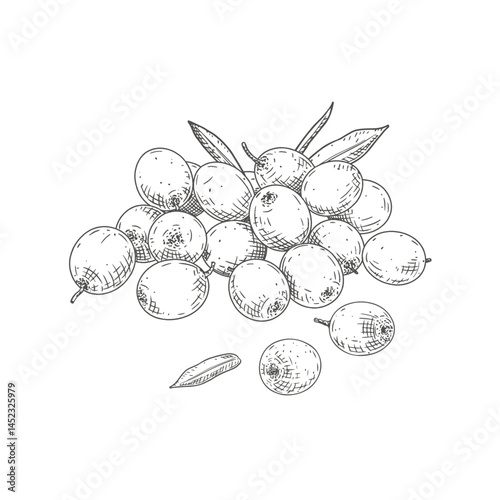 Hand drawn fresh sea buckthorn. Berries and leaves sea buckthorn. Vector illustration isolated on white background.