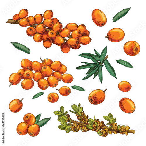 Hand drawn fresh sea buckthorn. Set sketches with sea buckthorn on a branch, with berries, leaves and flowers. Vector illustration isolated on white background.